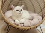 YoYo - British Shorthair Cat For Sale - Portland&comma; OR&comma; US