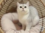 MoMo - British Shorthair Cat For Sale - Portland&comma; OR&comma; US