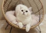 JoJo - British Shorthair Cat For Sale - Portland&comma; OR&comma; US