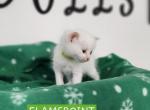 Frosty Male Flame Point - Ragdoll Cat For Sale - Attica&comma; MI&comma; US