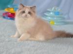 Garry - Ragdoll Cat For Sale - Miami&comma; FL&comma; US