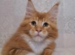 Volcano - Maine Coon Cat For Sale - Grayslake&comma; IL&comma; US