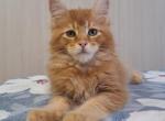 Venice - Maine Coon Cat For Sale - Grayslake&comma; IL&comma; US