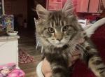 Clara - Maine Coon Cat For Sale - Stevens&comma; PA&comma; US