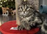 Donut - Maine Coon Cat For Sale - Hollywood&comma; FL&comma; US