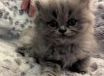 Dollface CFA Registered Silver Persian - Persian Cat For Sale - Perry&comma; FL&comma; US