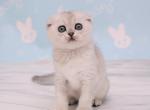 Viviana - Scottish Fold Cat For Sale - Hollywood&comma; FL&comma; US