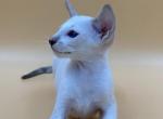 Rapid - Siamese Cat For Sale - Pembroke Pines&comma; FL&comma; US