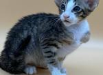 Romik - Oriental Cat For Sale - Pembroke Pines&comma; FL&comma; US