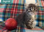 Ingrid - Siberian Cat For Sale - Clintwood&comma; VA&comma; US