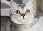 Oscar - British Shorthair Cat For Sale - Los Angeles&comma; CA&comma; US