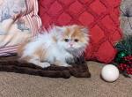 Peanut - Munchkin Cat For Sale - New Whiteland&comma; IN&comma; US