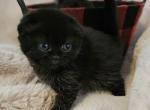 Gucci - Scottish Fold Cat For Sale - Grand Rapids&comma; MI&comma; US