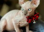 Choco Mink Male - Sphynx Cat For Sale - Columbus&comma; OH&comma; US