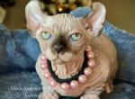 Dwarf - Sphynx Cat For Sale - Columbus&comma; OH&comma; US