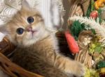 British golden chinchilla kitten - British Shorthair Cat For Sale - Staten Island&comma; NY&comma; US