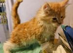 Loki - Maine Coon Cat For Sale - Jamesville&comma; NY&comma; US