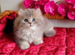 Benjamin - British Shorthair Cat For Sale - Miami&comma; FL&comma; US