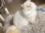 Scottish Kilt Standard LH male - Munchkin Cat For Sale - Sun City Center&comma; FL&comma; US
