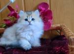 Milana - British Shorthair Cat For Sale - Miami&comma; FL&comma; US