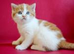 Lukas - Scottish Straight Cat For Sale - Miami&comma; FL&comma; US