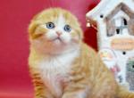 Liya - Scottish Fold Cat For Sale - Hollywood&comma; FL&comma; US