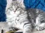 Diamond - Maine Coon Cat For Sale - Hollywood&comma; FL&comma; US