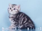 Alisa - British Shorthair Cat For Sale - Grayslake&comma; IL&comma; US