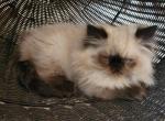 Willow's kittens - Himalayan Cat For Sale - Greenville&comma; OH&comma; US