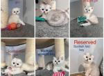Purebred Scottish kittens - Scottish Fold Cat For Sale - Shakopee&comma; MN&comma; US