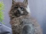 Talisman - Maine Coon Cat For Sale - Miami&comma; FL&comma; US