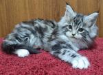 Tiffany - Maine Coon Cat For Sale - Miami&comma; FL&comma; US