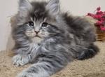Topaz - Maine Coon Cat For Sale - Miami&comma; FL&comma; US