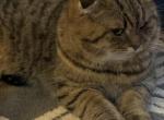 Larik - Scottish Fold Cat For Sale - Philadelphia&comma; PA&comma; US