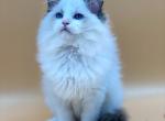 Persey - Ragdoll Cat For Sale - Miami&comma; FL&comma; US