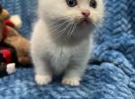Cream lynx female - Minuet Cat For Sale - West Branch&comma; MI&comma; US