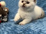 Chocolate Lynx point - Minuet Cat For Sale - West Branch&comma; MI&comma; US