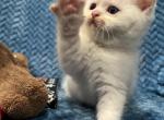 Peaches our Cream lynx tall - Minuet Cat For Sale - West Branch&comma; MI&comma; US