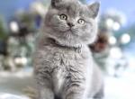 Mint - British Shorthair Cat For Sale - WA&comma; US