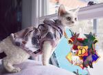 Fortune - Devon Rex Cat For Sale - Spokane&comma; WA&comma; US