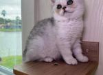Lucy - British Shorthair Cat For Sale - Jacksonville&comma; FL&comma; US