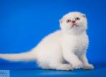 Mia - Scottish Fold Cat For Sale - Hollywood&comma; FL&comma; US