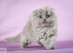 Lizzie - Scottish Fold Cat For Sale - Hollywood&comma; FL&comma; US