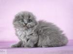 Simba - Scottish Fold Cat For Sale - Hollywood&comma; FL&comma; US