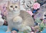 Penelope - British Shorthair Cat For Sale - Hollywood&comma; FL&comma; US