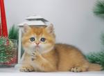 Glamour - British Shorthair Cat For Sale - Hollywood&comma; FL&comma; US