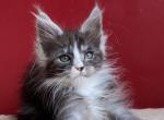 Flirt - Maine Coon Cat For Sale - Miami&comma; FL&comma; US