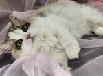 iCandy RagaMuffins - Ragamuffin Kitten For Sale - PA&comma; US