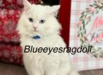 Fluffy Ball Blue - Ragdoll Cat For Sale - NC&comma; US
