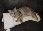 CHRISTMAS KITTENS - Domestic Cat For Sale - New Holland&comma; PA&comma; US